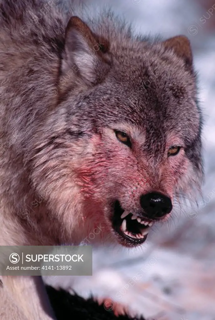 north american grey or timber wolf canis lupus at kill, montana, usa