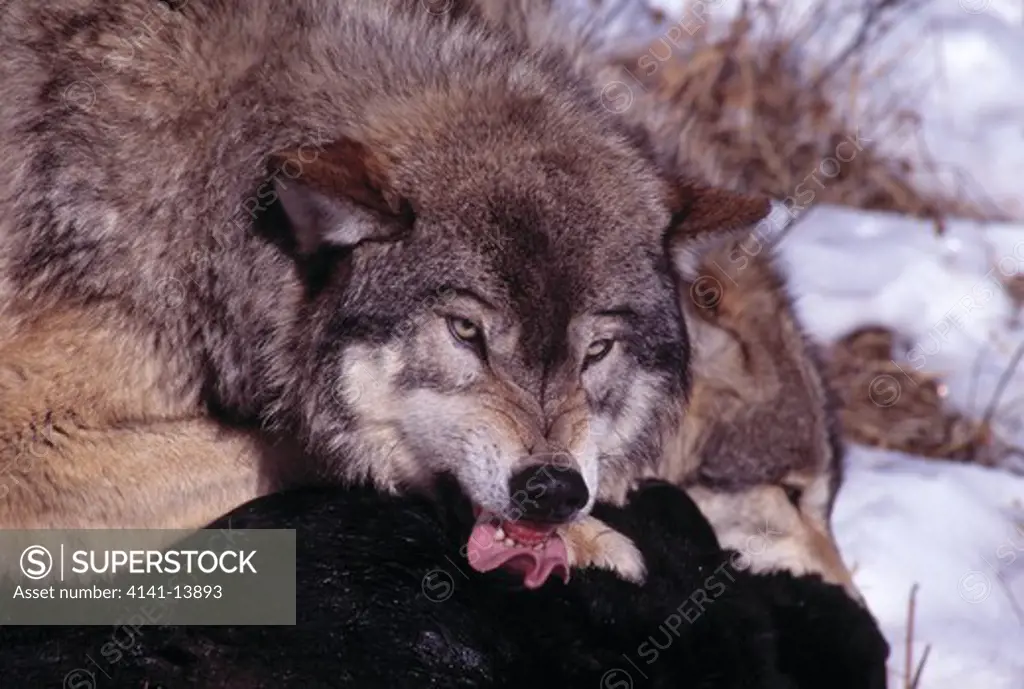 north american grey or timber wolf canis lupus at kill montana, usa