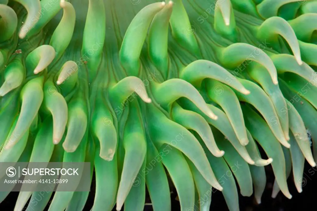 green sea anemone anthopleura xanthogrammica tentacles, close detail oregon, north western usa
