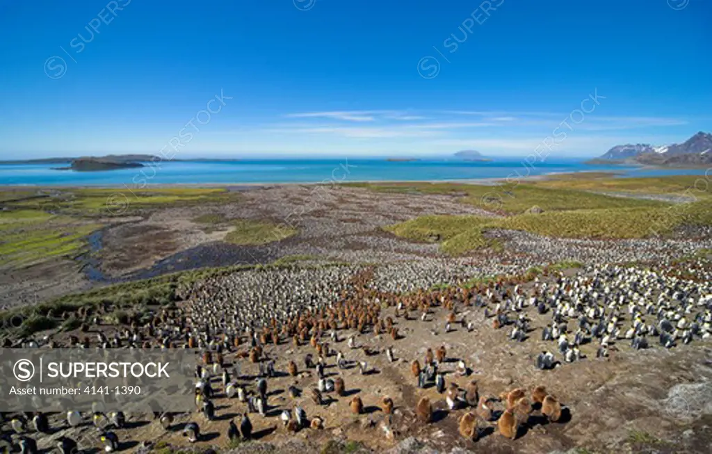 king penguin (aptenodytes patagonicus) huge colony, brown birds are chicks, salisbury plain, south georgia