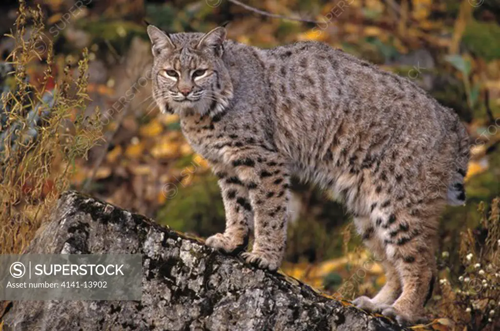 bobcat or red lynx felis rufus montana, usa 
