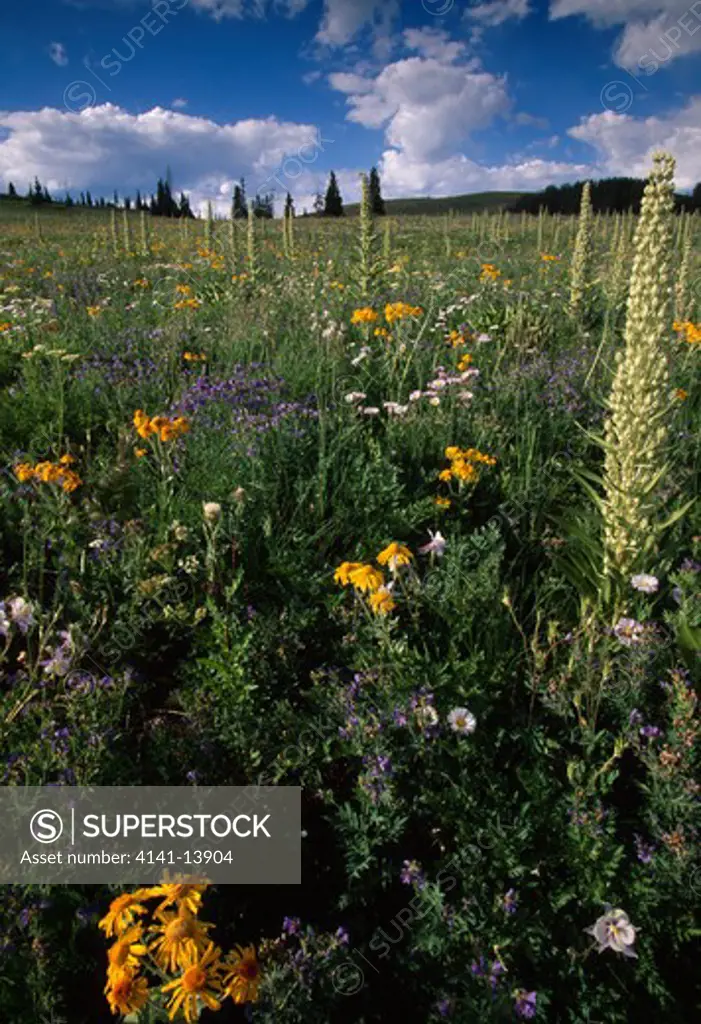 alpine flower meadow july in the rocky mountains aspen parklands, colorado, usa 