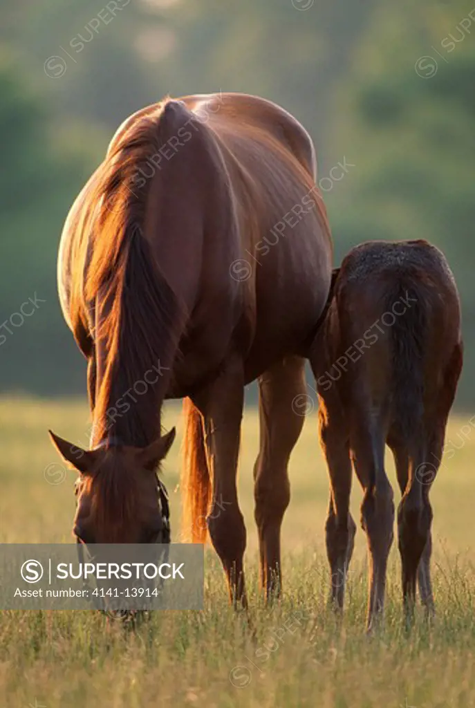 thoroughbred horse mother grazes as colt suckles kentucky, eastern usa