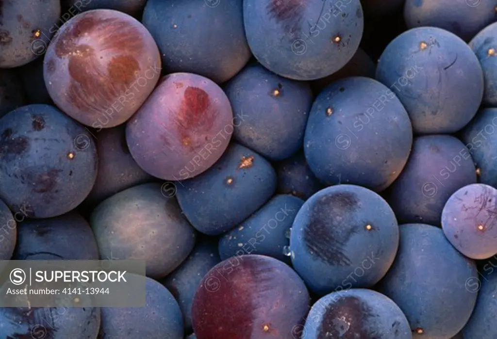 cabernet grapes ripe fruit september napa valley, california, western usa