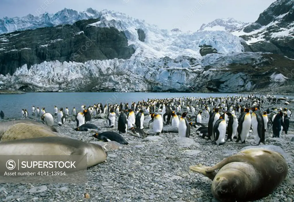 southern elephant seals mirounga leonina on shore with king penguins aptenodytes patagonica 