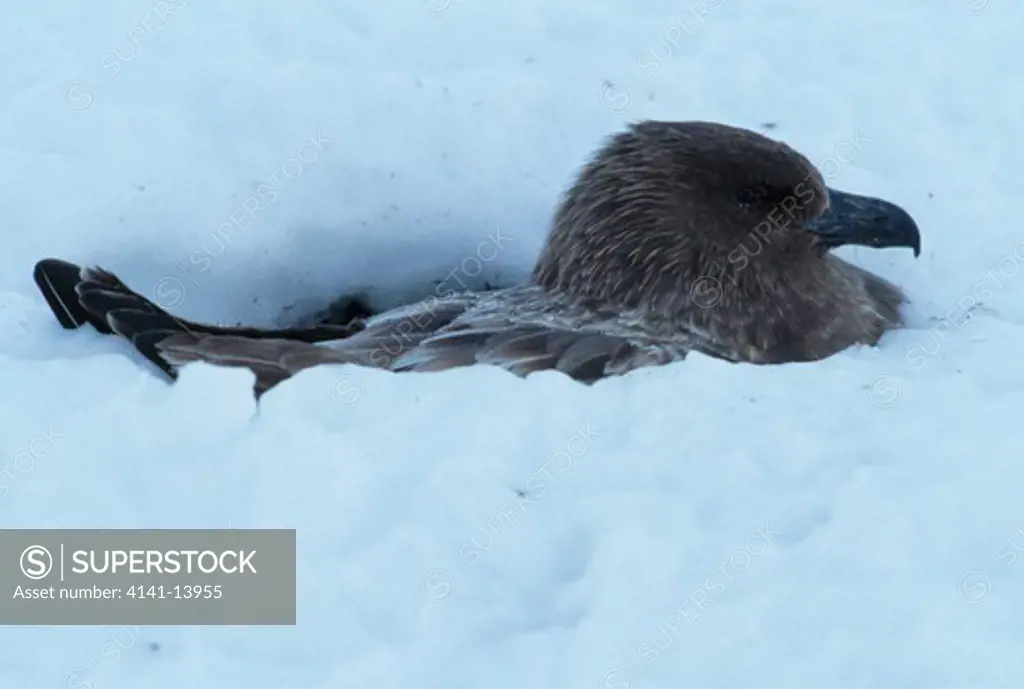 brown skua on nest sunk in snow catharacta lonnbergi south georgia islands, south atlantic