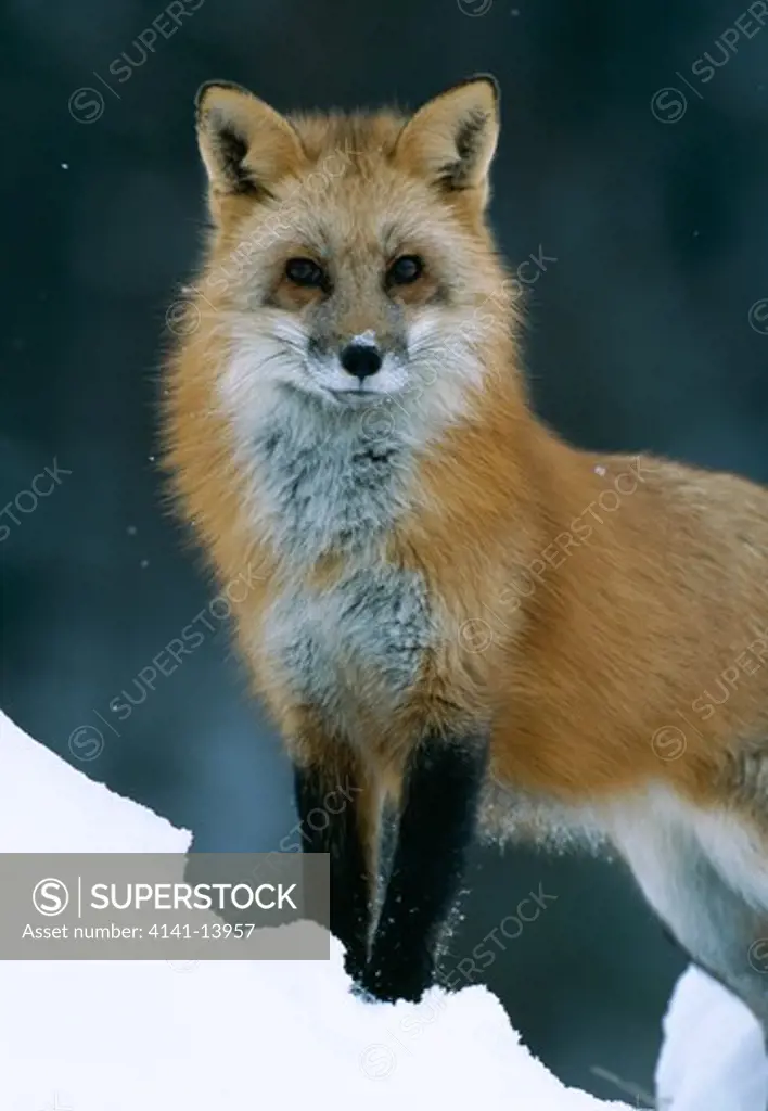 north american red fox vulpes fulva male, on lookout. montana, north western usa