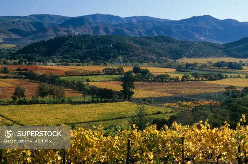 vineyards october vitis vinifera napa valley, california, usa