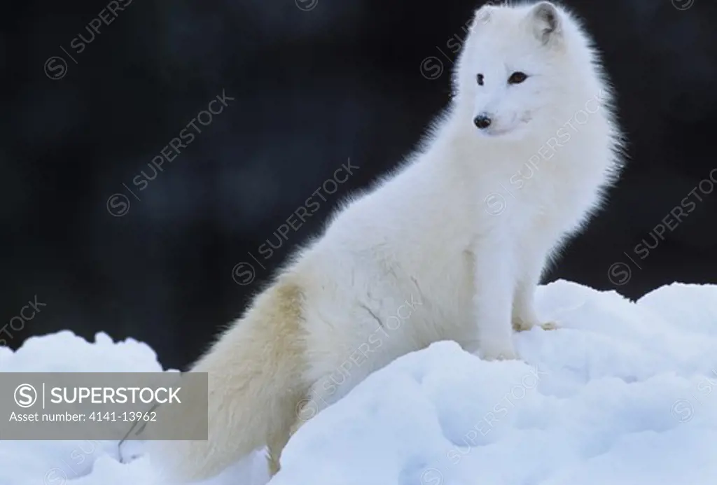 arctic fox white form alopex lagopus in winter coat, on lookout from snowdrift
