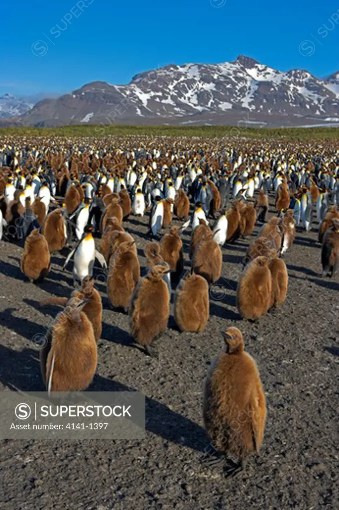 king penguin (aptenodytes patagonicus) huge colony, brown birds are chicks, salisbury plain, south georgia