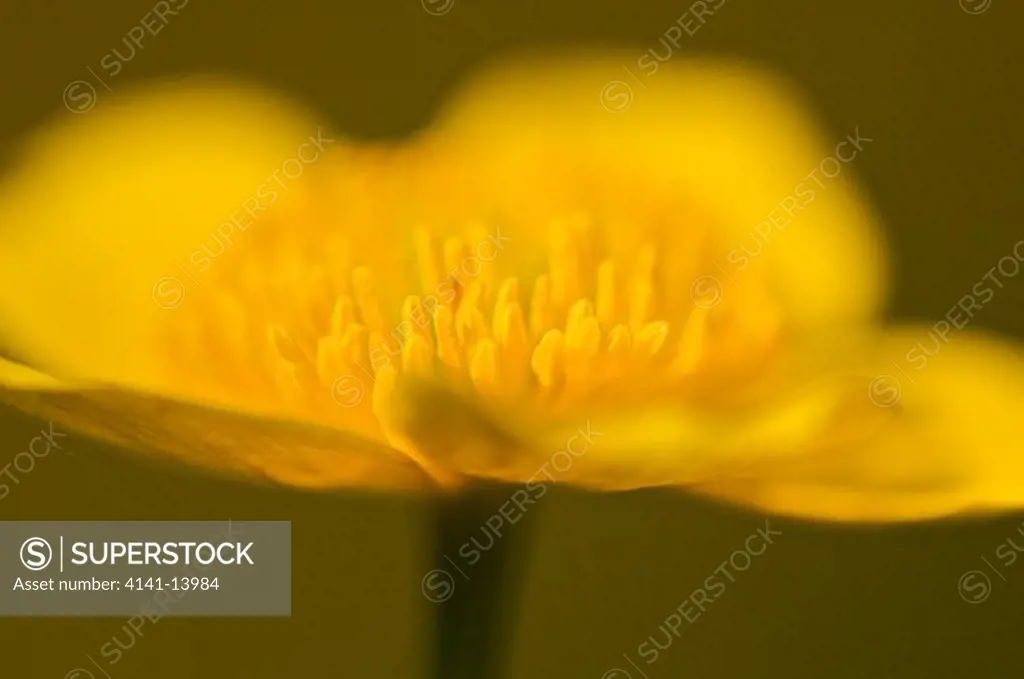 marsh marigolds (caltha palustris) styria austria