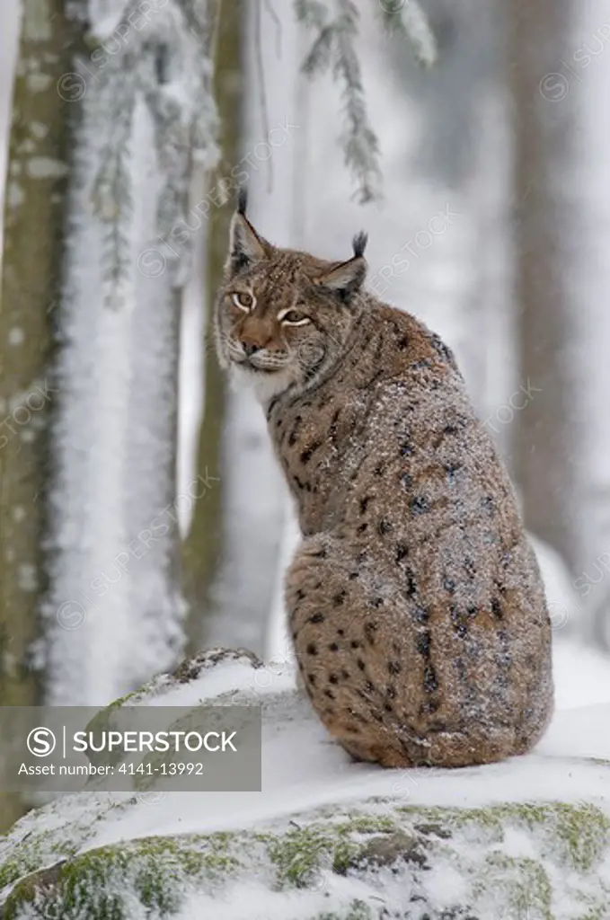 european lynx female (felis lynx) bavarian forest national park, germany