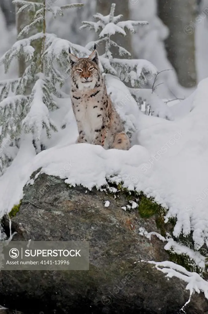 european lynx female (felis lynx) bavarian forest national park, germany