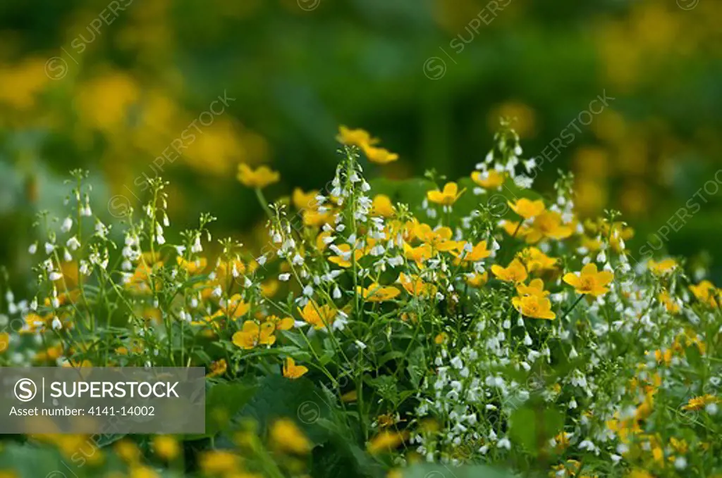 marsh marigolds (caltha palustris) and lady's smock (cardamine pratensis) styria austria