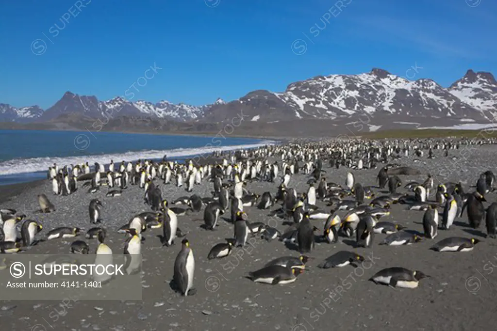 king penguin (aptenodytes patagonicus) huge colony on beach, salisbury plain, south georgia