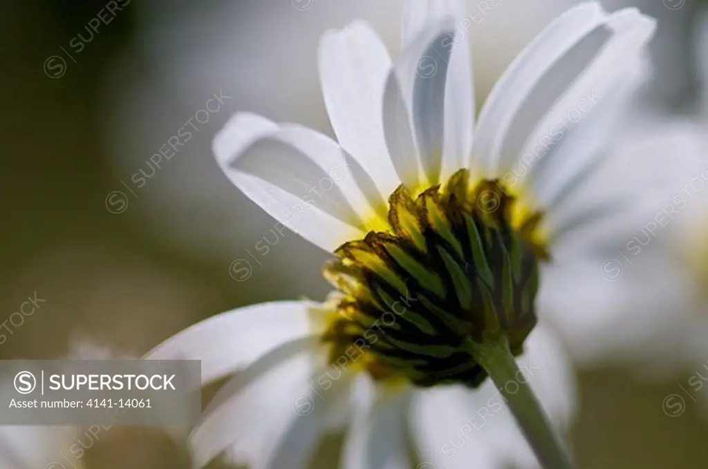oxeye daisy, leucanthemum vulgare, styria, austria