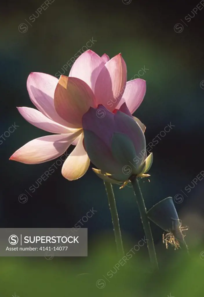 sacred lotus flower & bud nelumbo nucifera japan