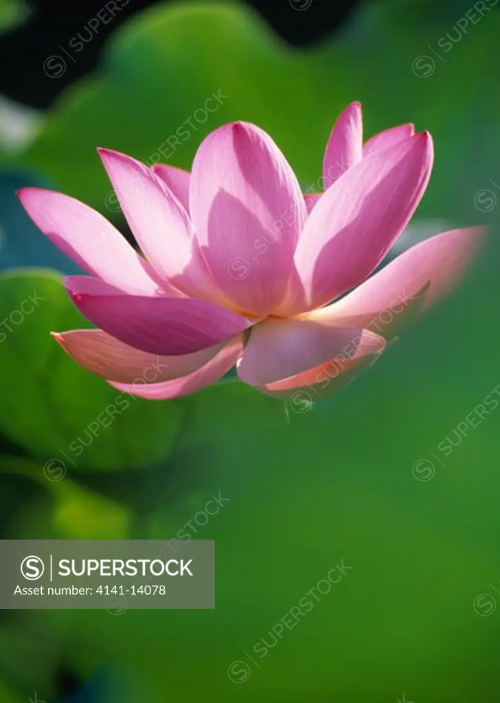 sacred lotus flower nelumbo nucifera japan