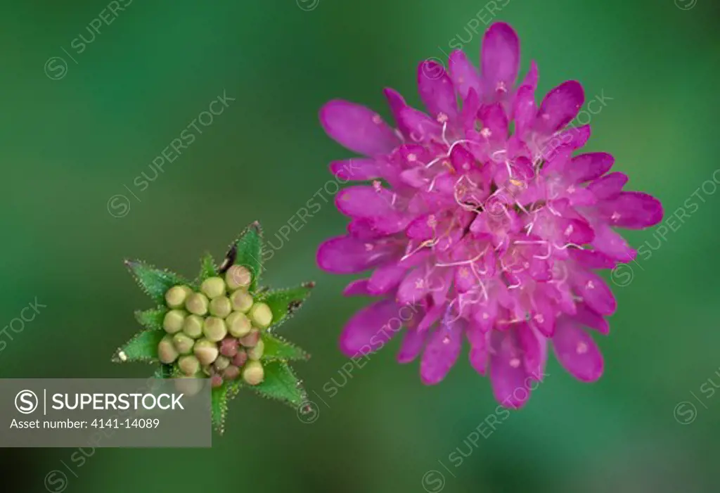 field scabious knautia arvensis flower & seedhead styria, austria