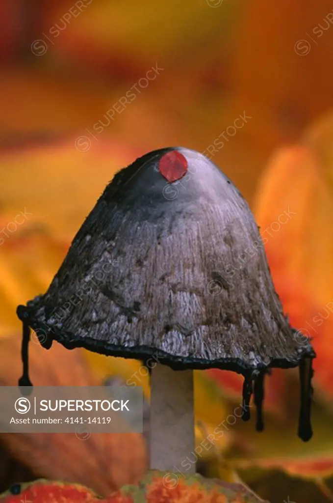 shaggy ink cap or lawyers wig coprinus comatus styria, austria autumn widespread, very common edible