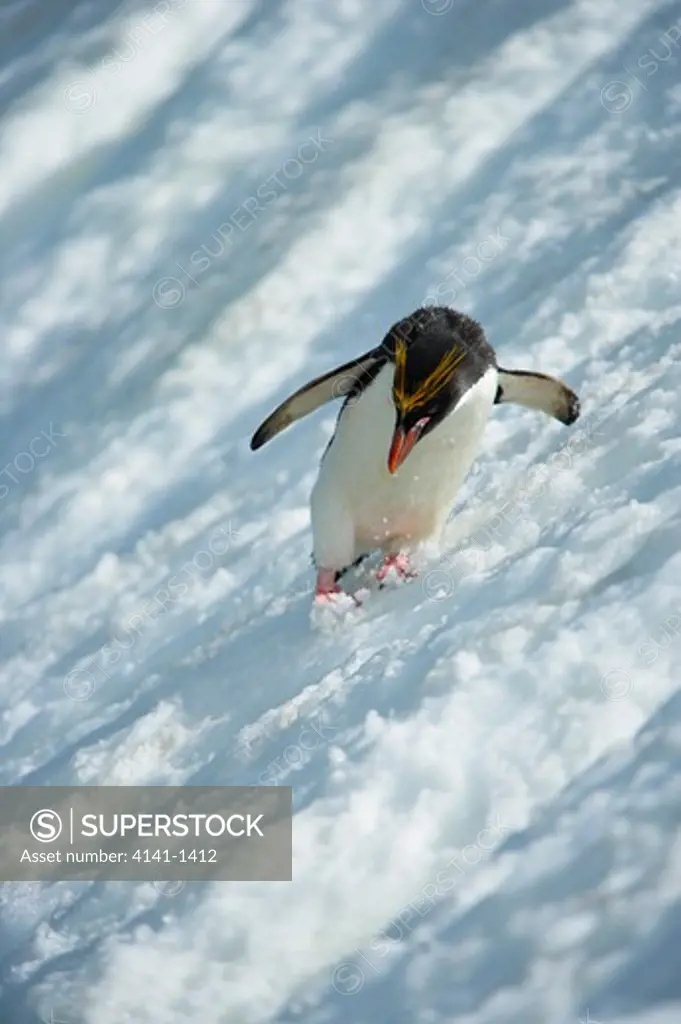 macaroni penguin (eudyptes chrysolophus) skiing across glacier, south georgia