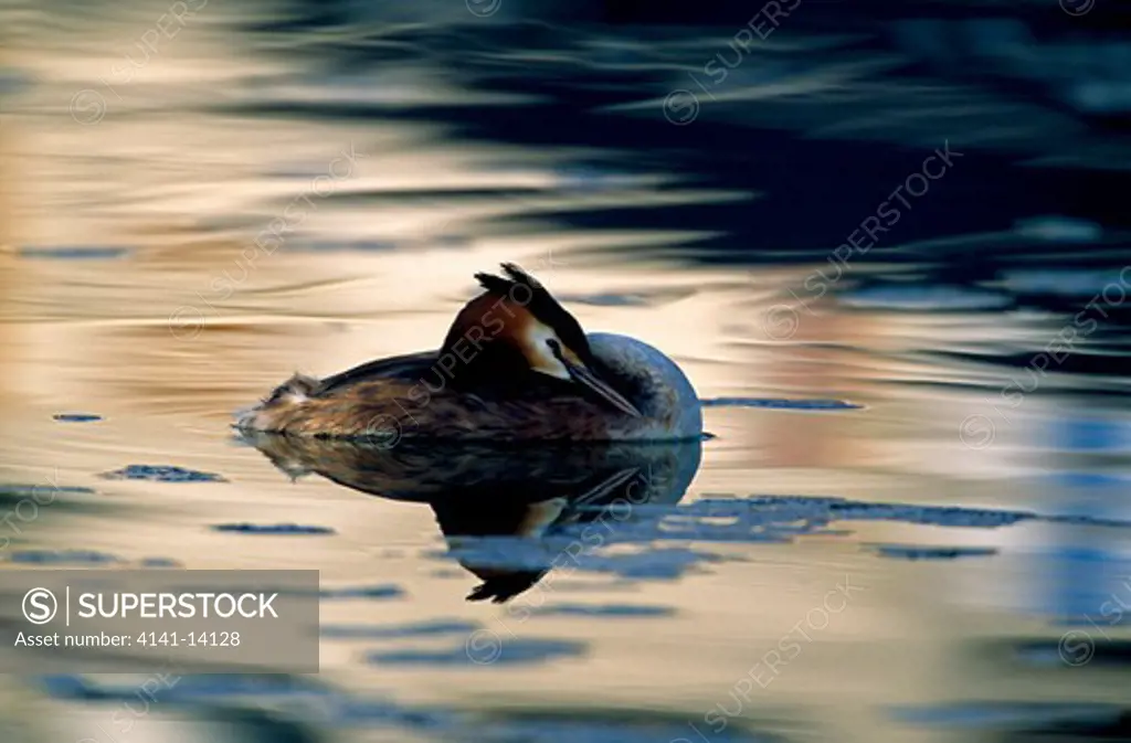 great crested grebes podiceps christatus on water with reflection. austria.