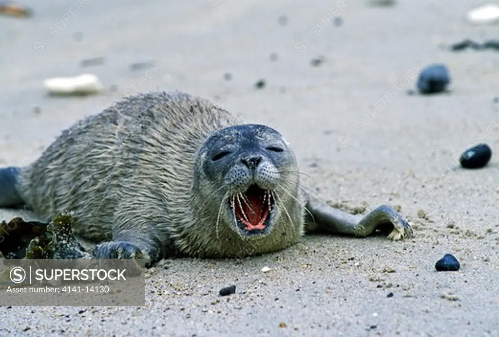 common seal phoca vitulina pup calling. helgoland, germany.