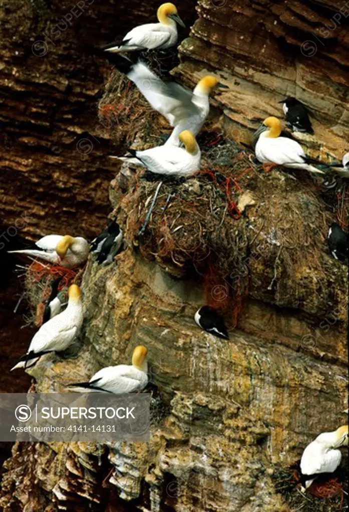 gannet sula bassana nesting on cliff face with guillemots. lots of fishing line and net evident in nests. helgoland, germany.