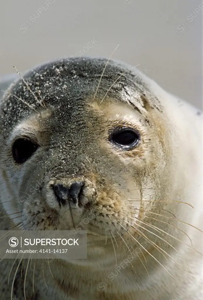 common seal phoca vitulina close-up of face. helgoland, germany.