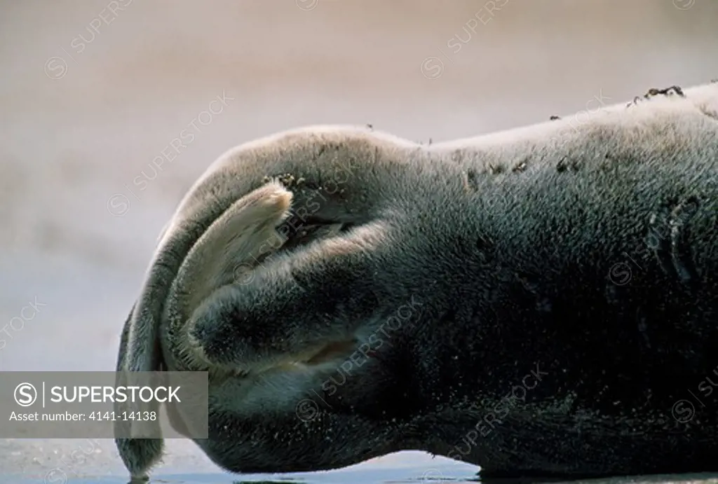 common seal phoca vitulina close-up of tail flippers. helgoland, germany.