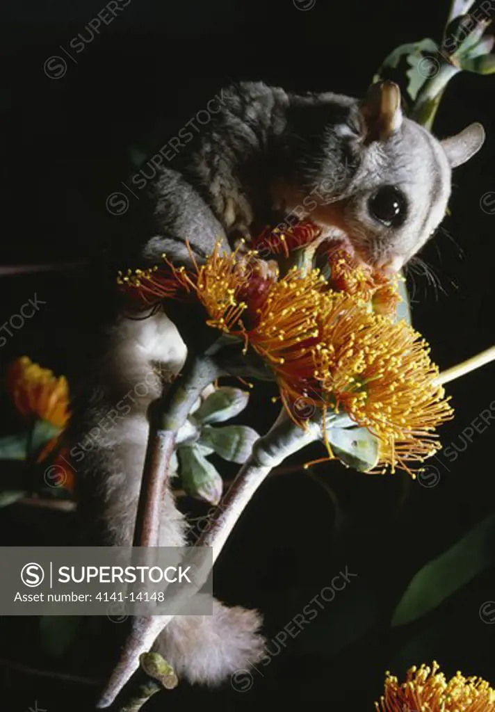 sugar glider petaurus breviceps on flower