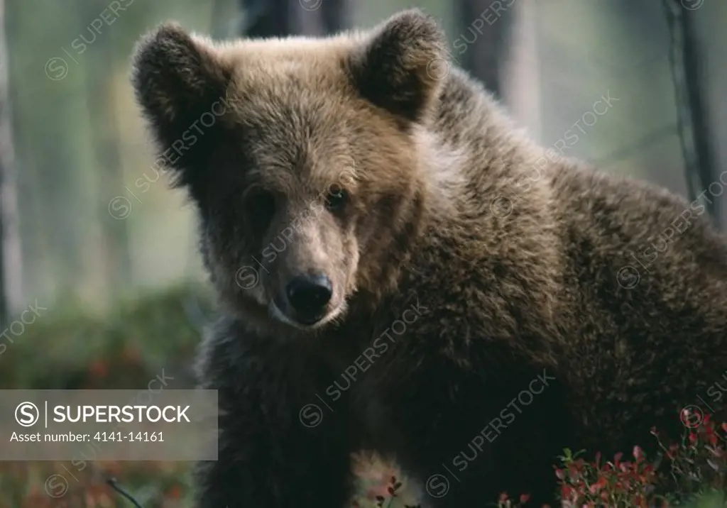 eurasian brown bear young ursus arctos arctos foraging for berries finland 