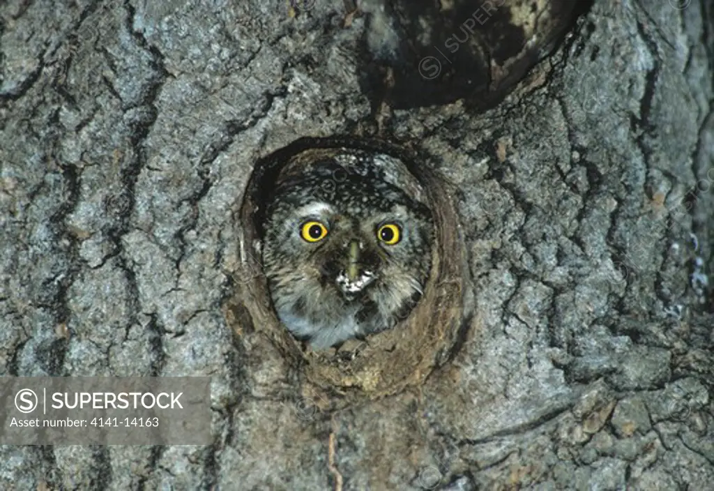 pygmy owl glaucidium passerinum in nest hole finland 