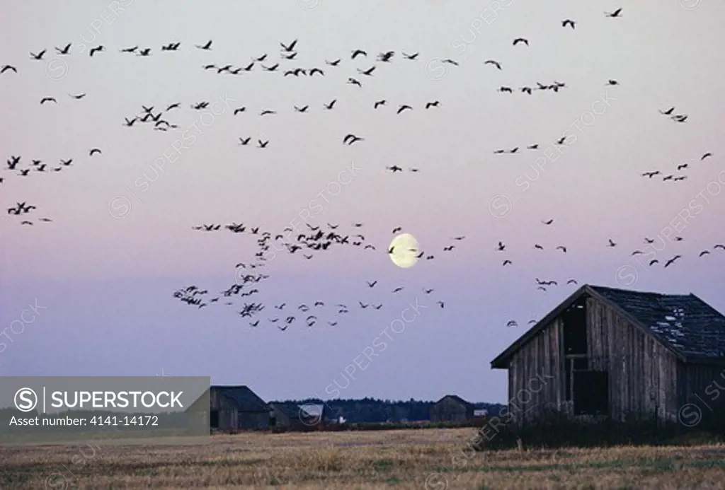 common crane flock in flight grus grus during migration finland