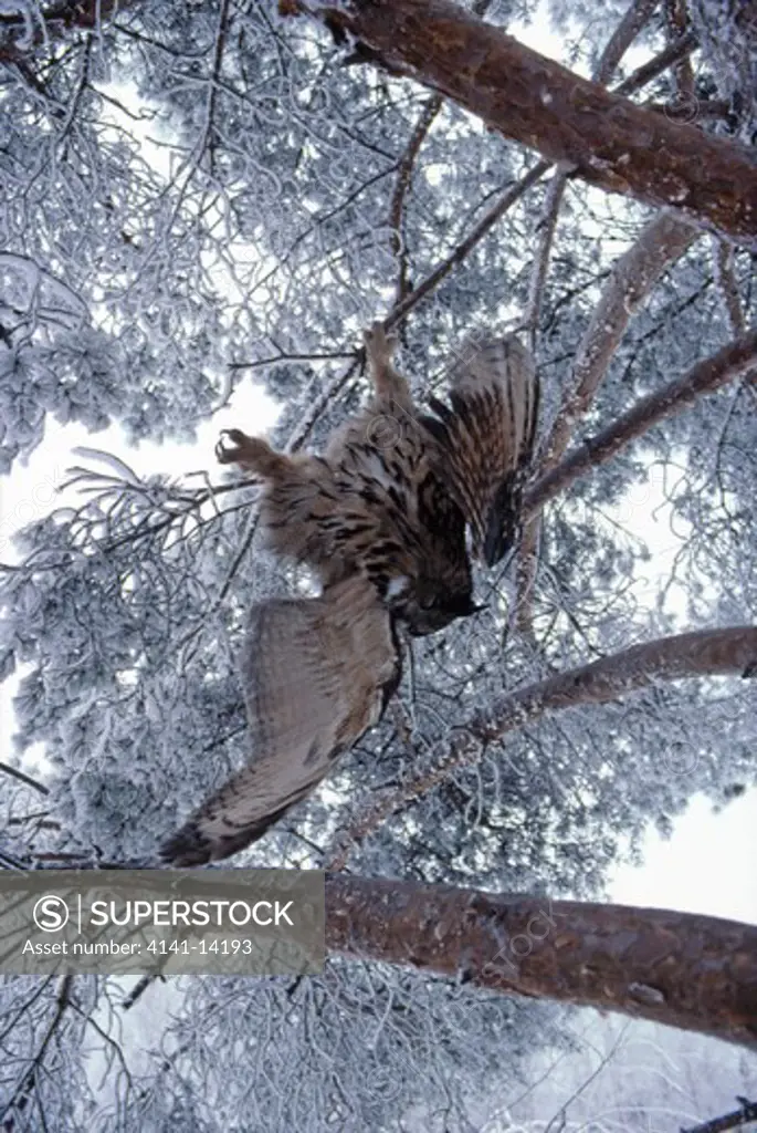 european eagle owl bubo bubo died of starvation finland. janurary 