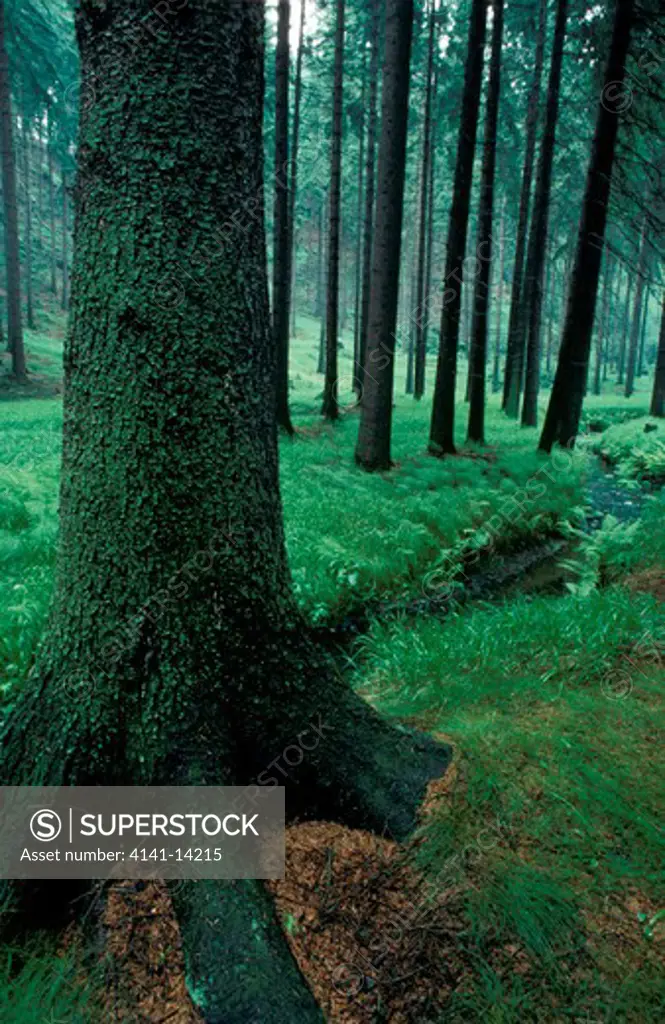 bohemian forest with underbrush cesky svycarsko national park, bohemia, czech republic 