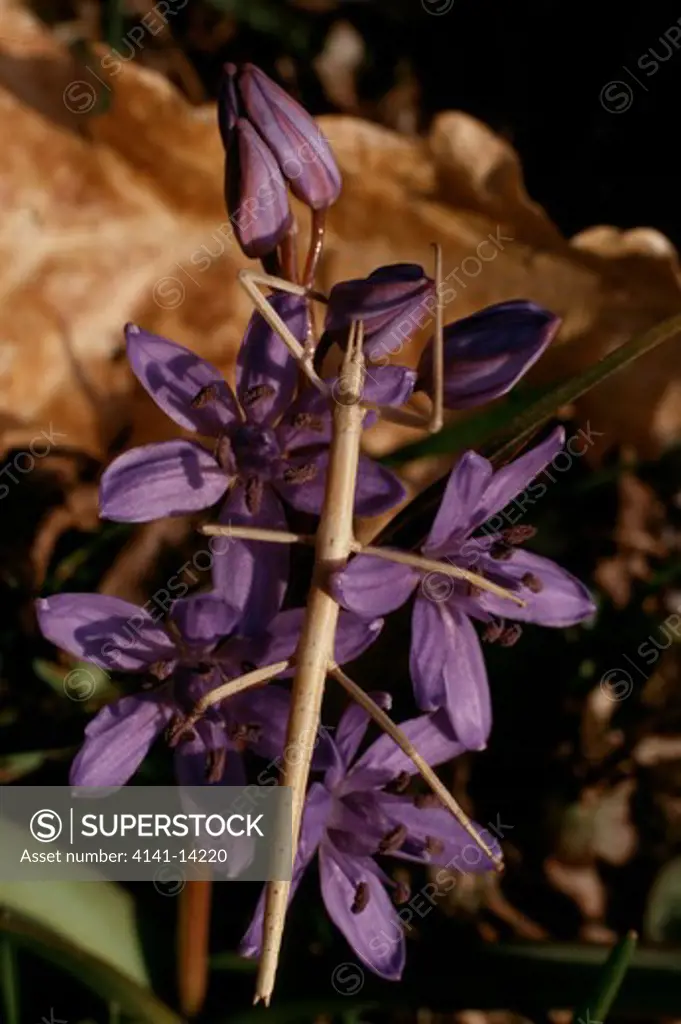 mediterranean stick insect bacillus rossii on flower. cliento np, campania, italy flower is two-leaved squill scilla bifolia 
