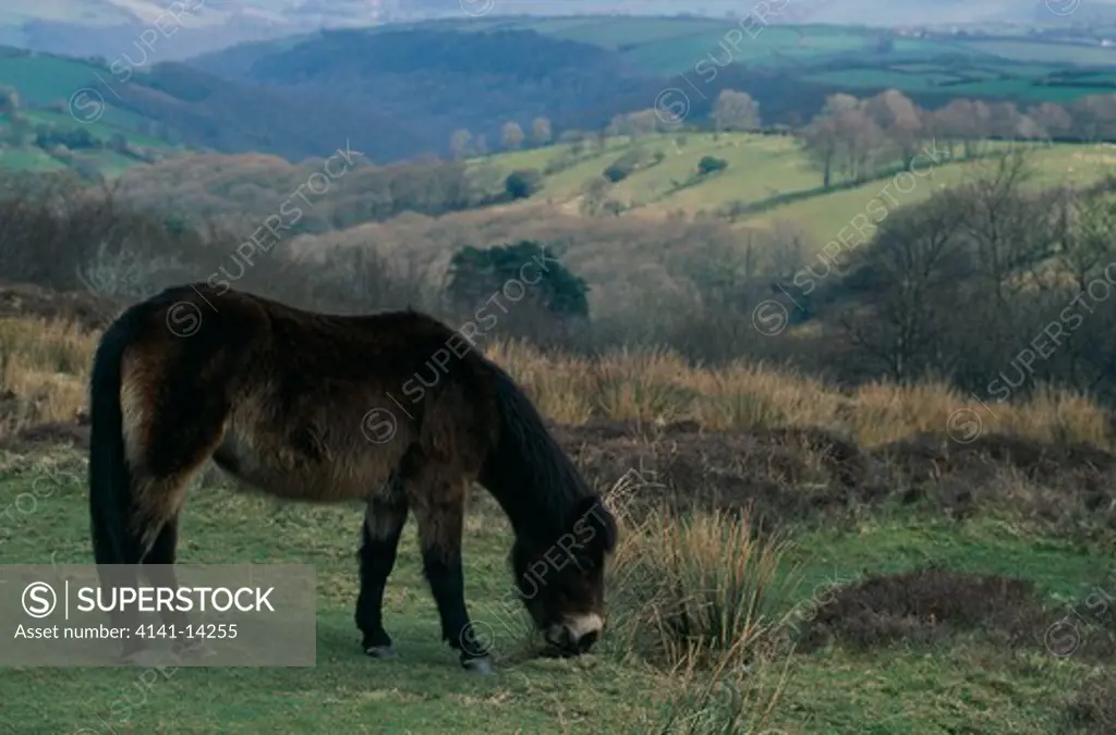 exmoor pony grazing exmoor national park devon/somerset border, england 