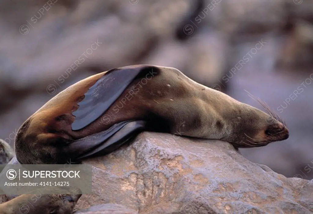 cape fur seal asleep on rock arctocephalus pusillus pusillus cape cross, skeleton coast, namibia