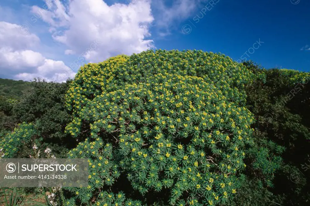 spurge (shrub) in bloom euphorbia dendroides with asphodelus sp. nearby orosei coast, island of sardinia, italy 