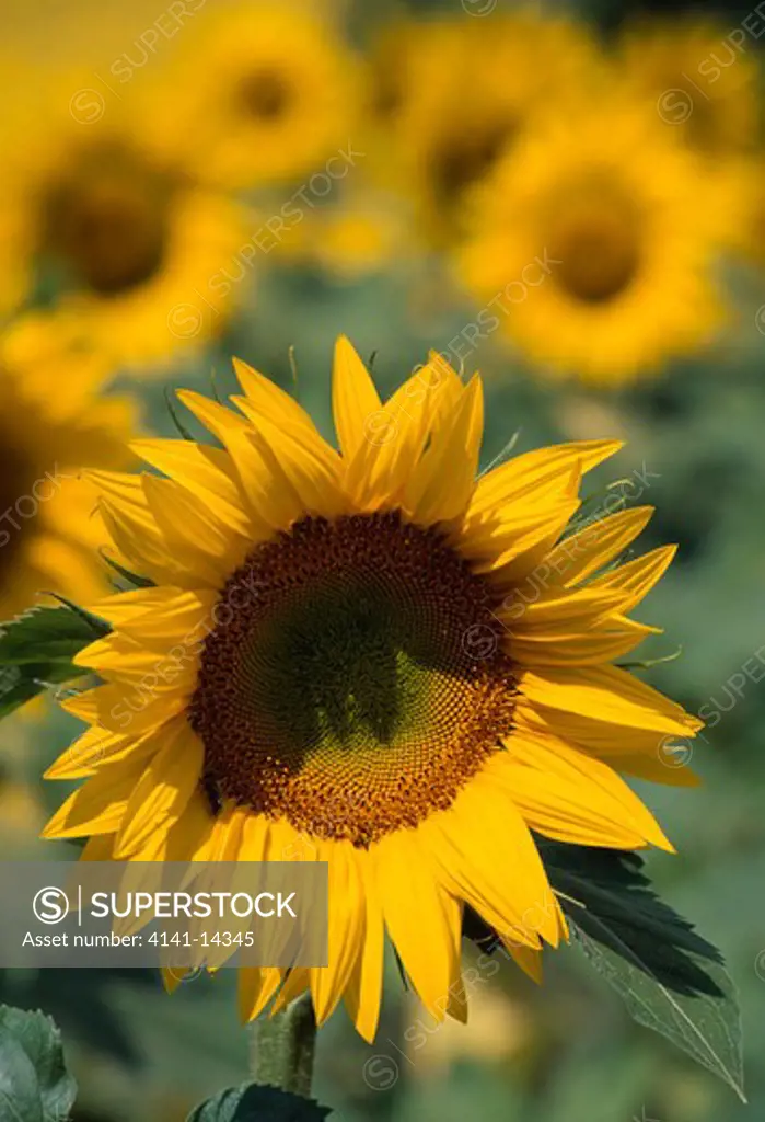 sunflower flower head helianthus annuus provence, france 