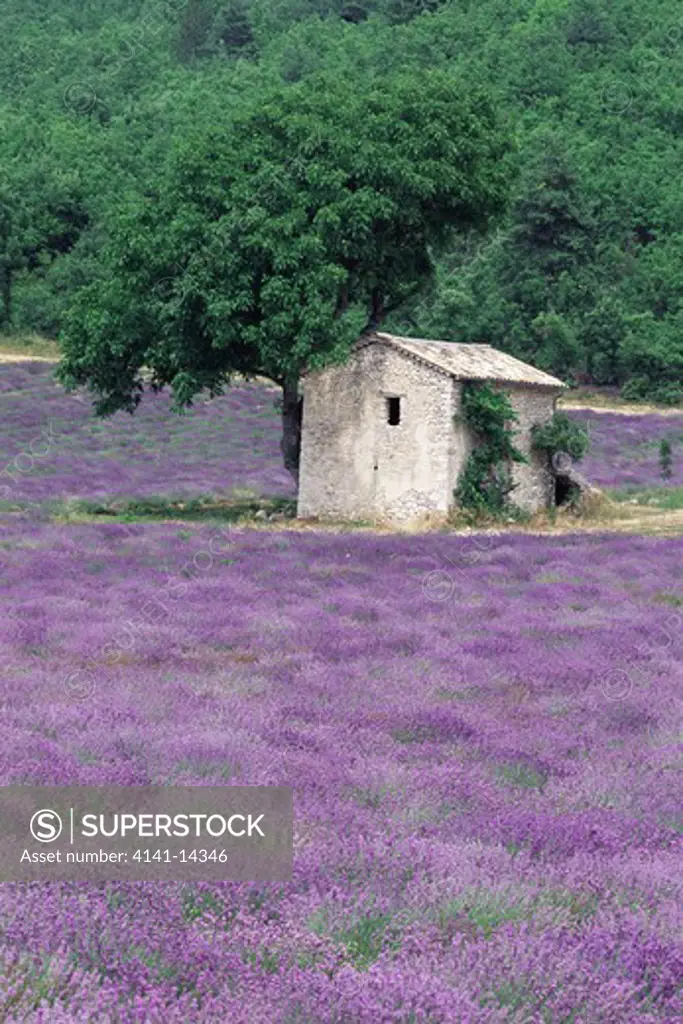 lavender lavandula sp crop in bloom round stone hut, provence, france