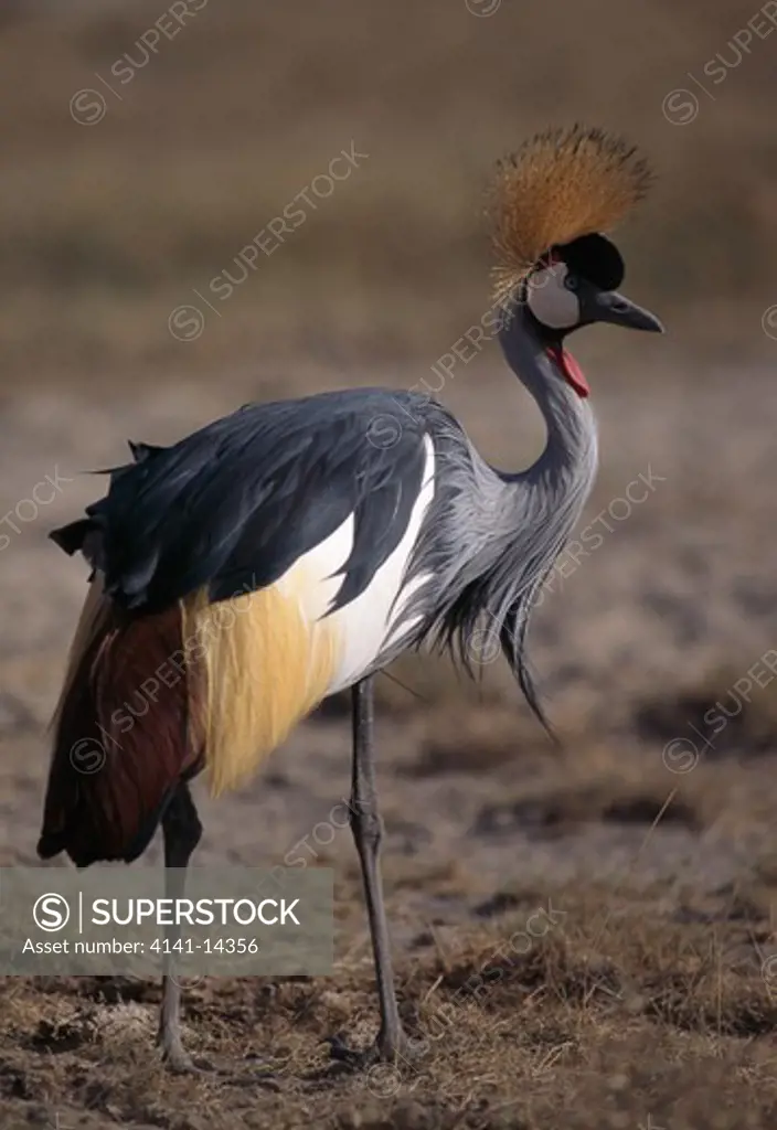grey crowned crane balearica regulorum amboseli national park kenya
