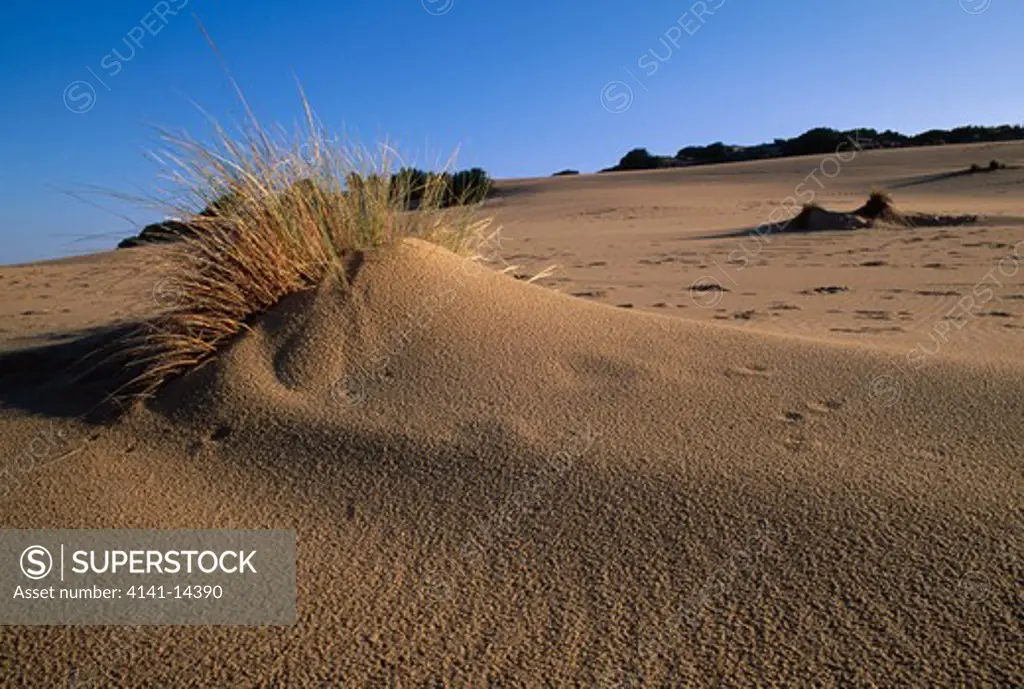 dune in process of formation piscinas dunes, costa verde, sardinia, italy 