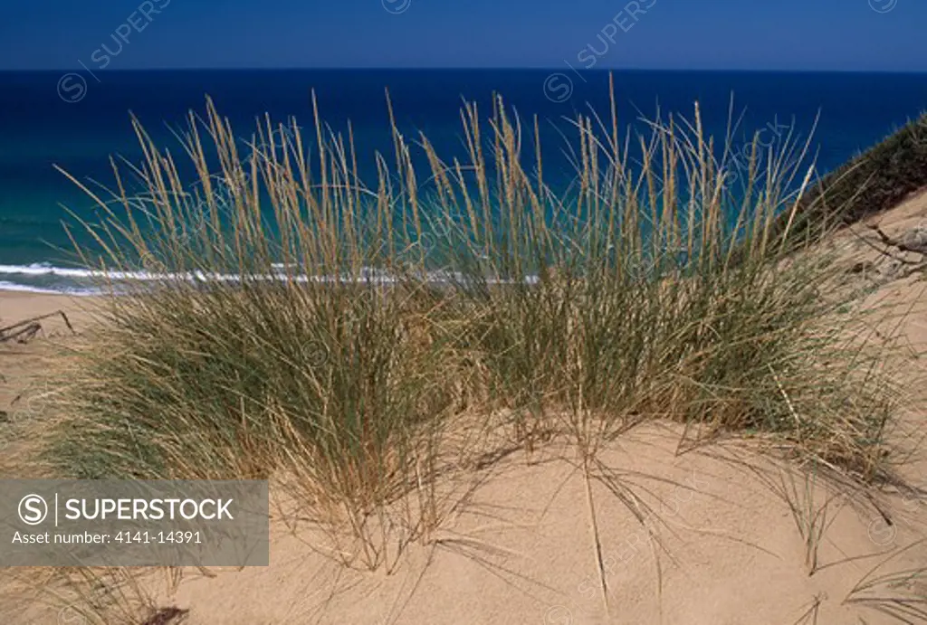 piscinas dunes with marram grass ammophila arenaria green coast, sardinia, italy