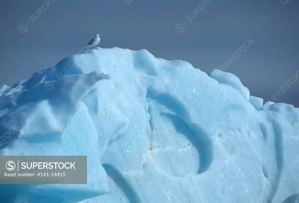 glaucous gull on blue iceberg larus hyperboreus hornsound, svalbard, norwegian arctic