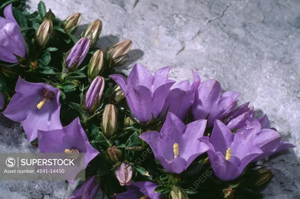 bellflower in alpine crevice campanula raineri central alps (orobie alps regional park) lombardy, italy.