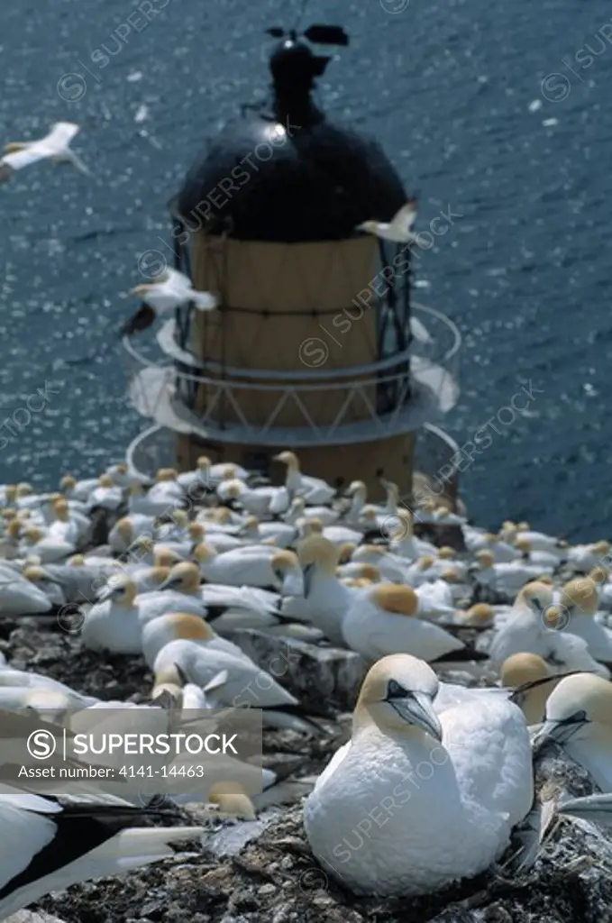 gannet large colony on cliff sula bassana in front of lighthouse bass rock, firth of forth, scotland