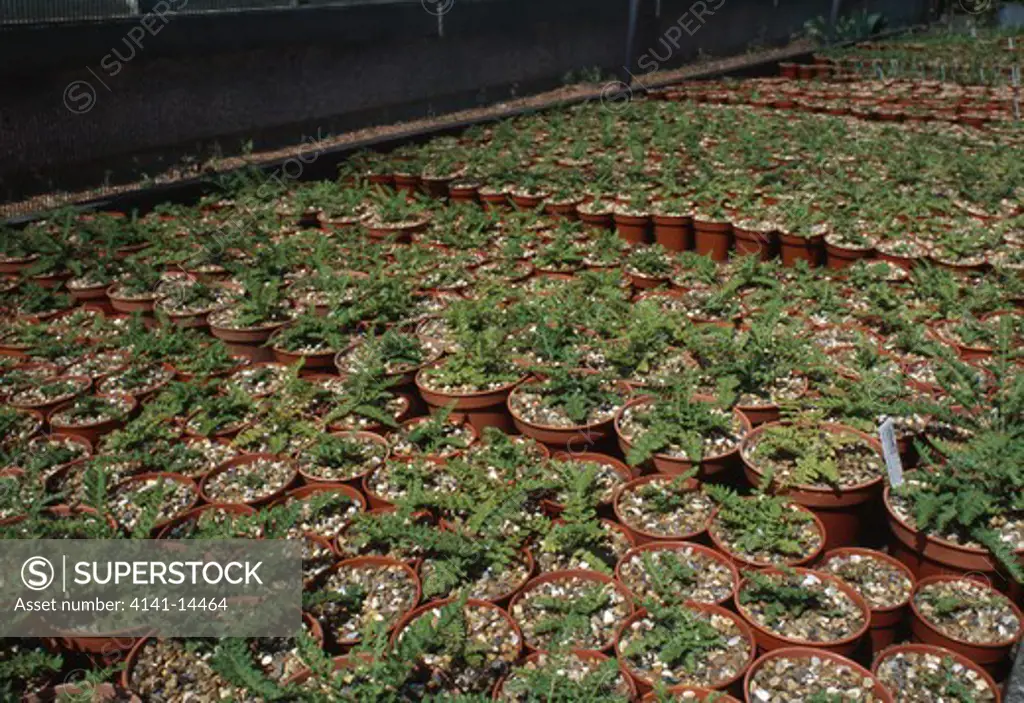 oblong woodsia ferns in pots woodsia ilvensis project to save uk's rarest fern. royal botanic gardens, edinburgh, scotland