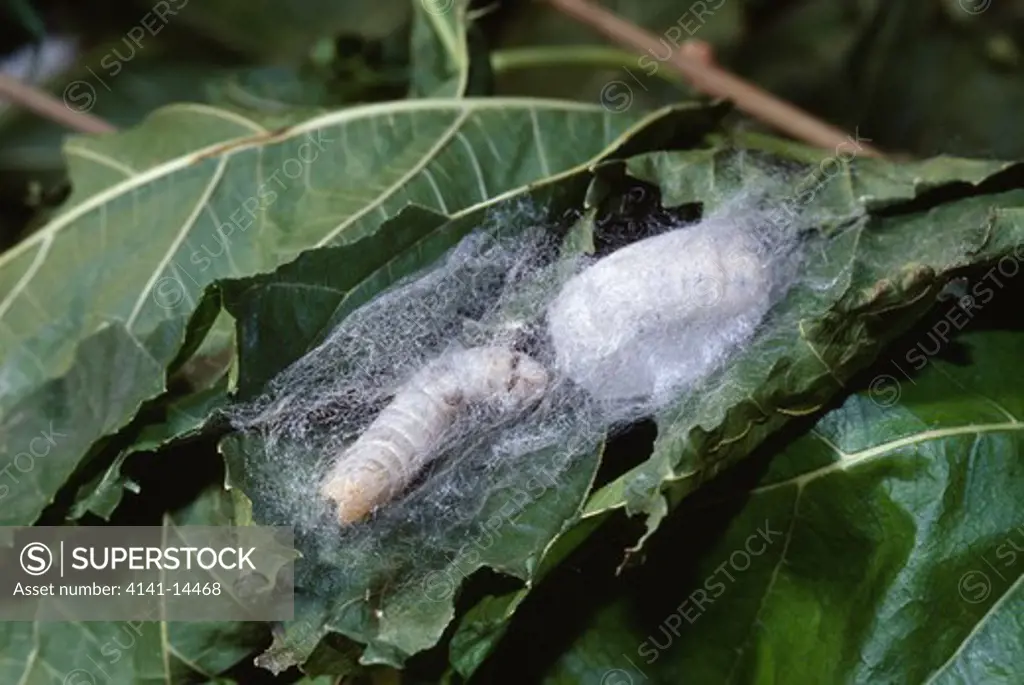 chinese silk moth pupae bombyx mori (called silkworms) on mulberry foliage lombardy, alpine northern italy